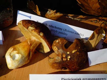 Dzień Grzyba 14.10.2018r. - wystwa, prelekcja i spacer po lesie, fot. H. Andrzejewski